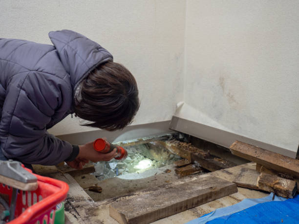 Dehumidification Services in Whitehouse, TX