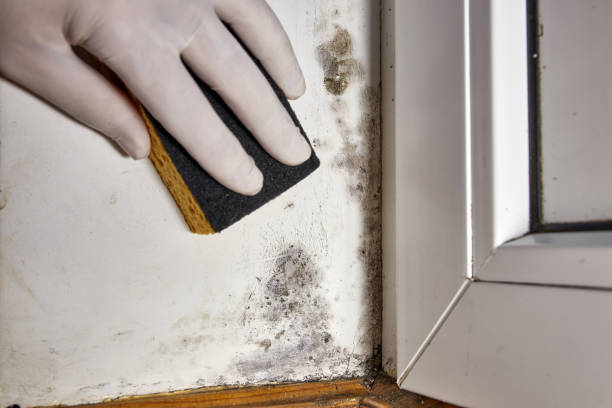 Best Mold Odor Removal Services  in Whitehouse, TX